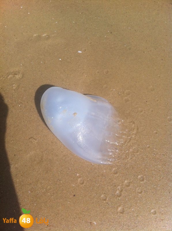 qandeel el ba7r629 (4).jpg